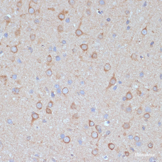 Immunofluorescence analysis of L929 cells using SEC24D Polyclonal Antibody at dilution of  1:100. Blue: DAPI for nuclear staining.