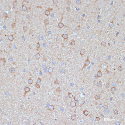 Immunofluorescence analysis of L929 cells using SEC24D Polyclonal Antibody at dilution of  1:100. Blue: DAPI for nuclear staining.