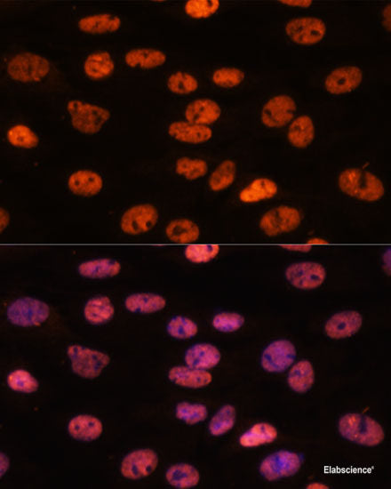 Immunofluorescence analysis of A431 cells using HEY1 Polyclonal Antibody at dilution of  1:100. Blue: DAPI for nuclear staining.
