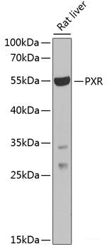 Immunofluorescence analysis of L929 cells using EML4 Polyclonal Antibody at dilution of  1:100. Blue: DAPI for nuclear staining.