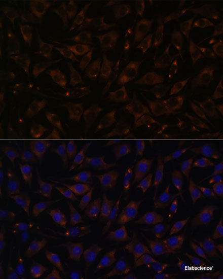 Immunofluorescence analysis of L929 cells using PDE11A Polyclonal Antibody at dilution of  1:100. Blue: DAPI for nuclear staining.