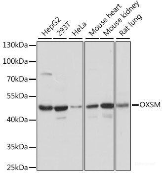 Immunofluorescence analysis of L929 cells using TRAPPC6A Polyclonal Antibody at dilution of  1:100. Blue: DAPI for nuclear staining.