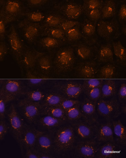 Immunofluorescence analysis of L929 cells using GTPBP8 Polyclonal Antibody at dilution of  1:100. Blue: DAPI for nuclear staining.