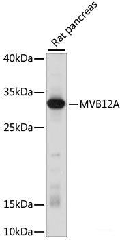 Immunofluorescence analysis of NIH/3T3 cells using PGRMC2 Polyclonal Antibody at dilution of  1:100. Blue: DAPI for nuclear staining.
