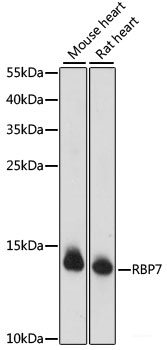 Immunofluorescence analysis of C6 cells using PTCD1 Polyclonal Antibody at dilution of  1:100. Blue: DAPI for nuclear staining.