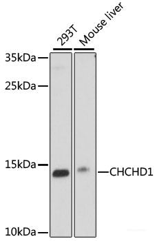Immunohistochemistry of paraffin-embedded Rat testis using SELL Polyclonal Antibody at dilution of  1:100 (40x lens).