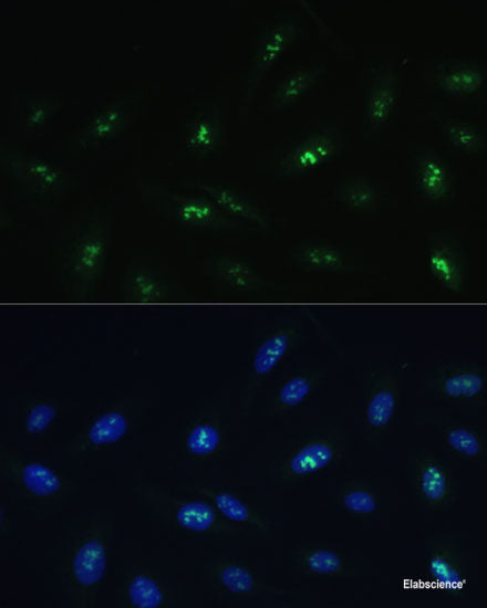 Immunofluorescence analysis of L929 cells using COL4A3 Polyclonal Antibody at dilution of  1:100. Blue: DAPI for nuclear staining.
