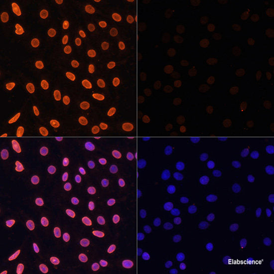 Immunofluorescence analysis of Rat brain using KAL1 Polyclonal Antibody at dilution of  1:100. Blue: DAPI for nuclear staining.