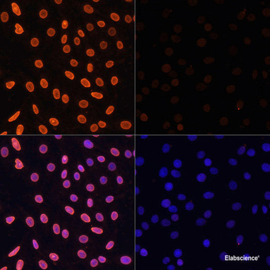 Immunofluorescence analysis of Rat brain using KAL1 Polyclonal Antibody at dilution of  1:100. Blue: DAPI for nuclear staining.