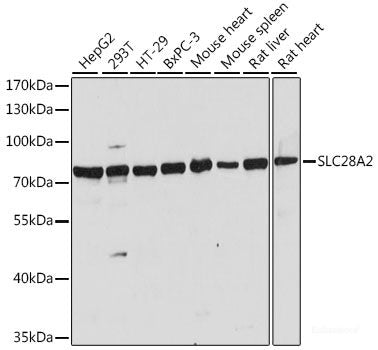 Immunohistochemistry of paraffin-embedded Mouse testis using MAD2L1 Polyclonal Antibody at dilution of  1:100 (40x lens).