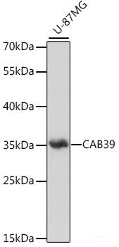 Immunohistochemistry of paraffin-embedded Human thyroid cancer using MRPL23 Polyclonal Antibody at dilution of  1:100 (40x lens).