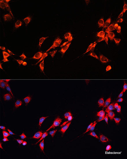 Immunofluorescence analysis of L929 cells using CTNNA3 Polyclonal Antibody at dilution of  1:100. Blue: DAPI for nuclear staining.