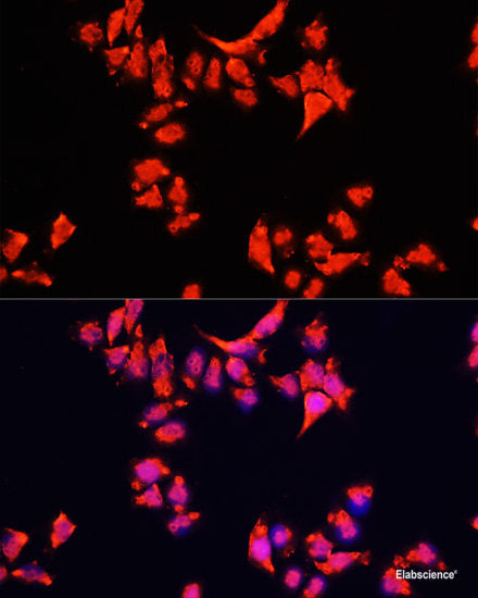 Immunofluorescence analysis of L929 cells using ARHGAP11B Polyclonal Antibody at dilution of  1:100. Blue: DAPI for nuclear staining.