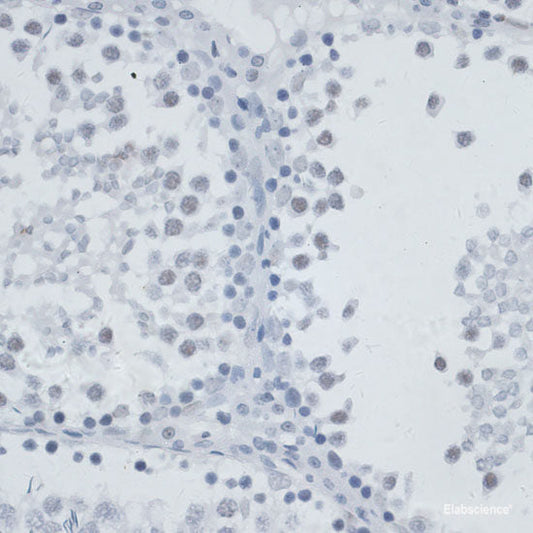 Western blot analysis of extracts of various cell lines using Myelin Basic protein Polyclonal Antibody at dilution of 1:1000.