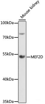 Immunofluorescence analysis of C6 cells using ESR1 Polyclonal Antibody at dilution of  1:100. Blue: DAPI for nuclear staining.