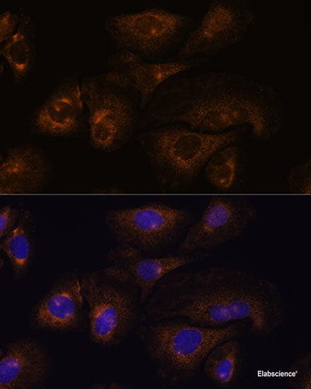 Immunofluorescence analysis of NIH/3T3 cells using PLA2G5 Polyclonal Antibody at dilution of  1:100. Blue: DAPI for nuclear staining.