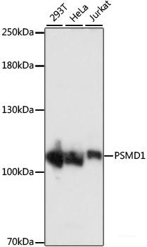 Immunohistochemistry of paraffin-embedded Rat ovary using WNT10B Polyclonal Antibody at dilution of  1:100 (40x lens).