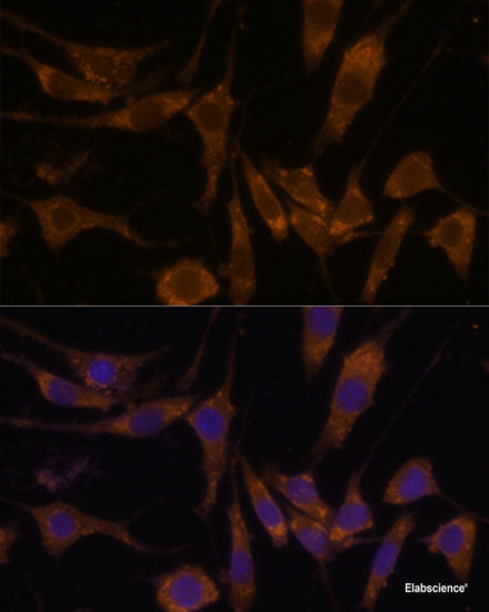 Immunofluorescence analysis of U-2 OS cells using SRSF7 Polyclonal Antibody at dilution of  1:100. Blue: DAPI for nuclear staining.