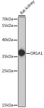 Immunohistochemistry of paraffin-embedded Human liver using ATP5I Polyclonal Antibody at dilution of  1:100 (40x lens).