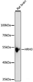 Immunohistochemistry of paraffin-embedded Human liver using CD44 Polyclonal Antibody at dilution of  1:100 (40x lens).