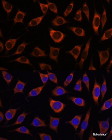 Immunofluorescence analysis of C6 cells using ENO1 Polyclonal Antibody at dilution of  1:100. Blue: DAPI for nuclear staining.