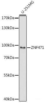 Immunofluorescence analysis of C6 cells using MyD88 Polyclonal Antibody at dilution of  1:100. Blue: DAPI for nuclear staining.
