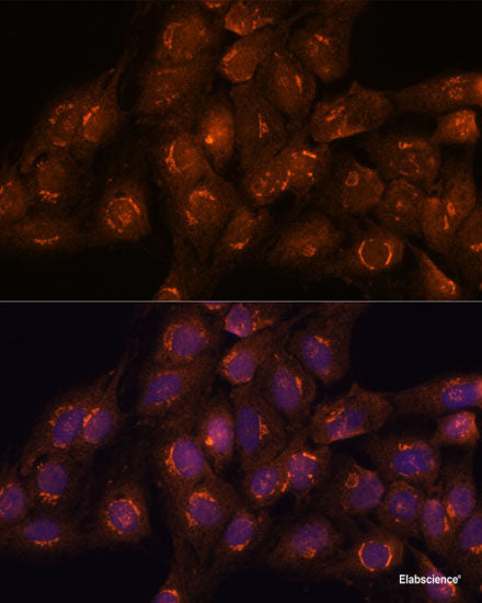 Immunofluorescence analysis of U2OS cells using EWSR1 Polyclonal Antibody at dilution of  1:100. Blue: DAPI for nuclear staining.