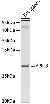 Immunohistochemistry of paraffin-embedded Human tonsil using LMNB1 Polyclonal Antibody at dilution of  1:200 (40x lens).