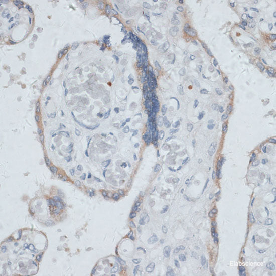 Immunofluorescence analysis of NIH/3T3 cells using SMAD3 Polyclonal Antibody at dilution of  1:100. Blue: DAPI for nuclear staining.
