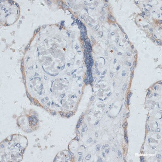 Immunofluorescence analysis of NIH/3T3 cells using SMAD3 Polyclonal Antibody at dilution of  1:100. Blue: DAPI for nuclear staining.