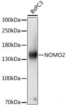 Immunofluorescence analysis of Rat spleen using CCL19 Polyclonal Antibody at dilution of  1:100 (40x lens). Blue: DAPI for nuclear staining.