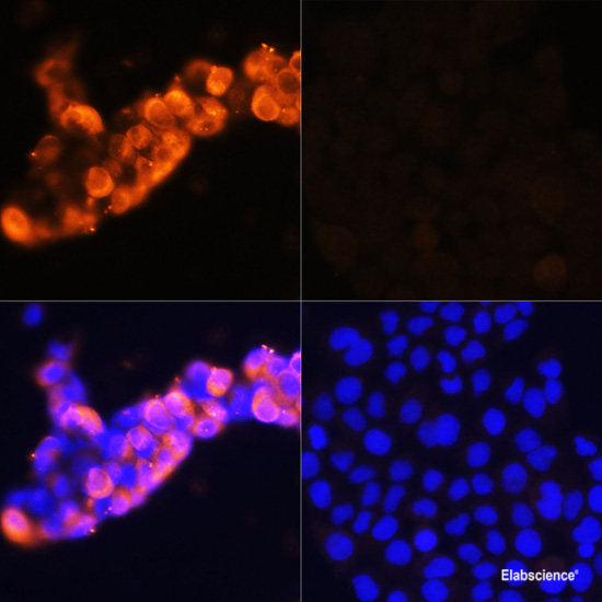 Immunofluorescence analysis of L929 cells using GTF2B Polyclonal Antibody at dilution of  1:100 (40x lens). Blue: DAPI for nuclear staining.