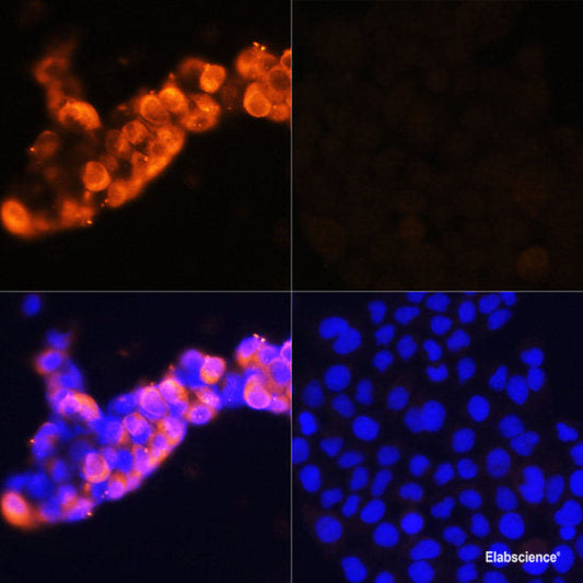 Immunofluorescence analysis of L929 cells using GTF2B Polyclonal Antibody at dilution of  1:100 (40x lens). Blue: DAPI for nuclear staining.