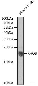 Western blot analysis of extracts of various cell lines using RPP40 Polyclonal Antibody at dilution of 1:1000.