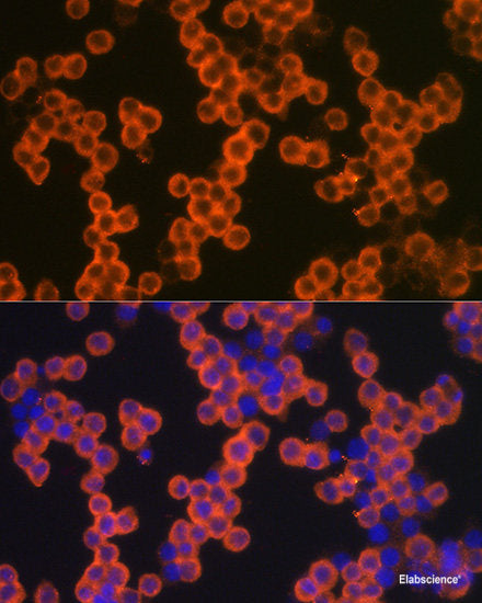Immunofluorescence analysis of L929 cells using TMX2 Polyclonal Antibody at dilution of  1:100. Blue: DAPI for nuclear staining.