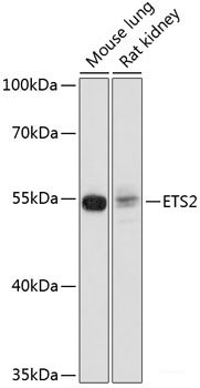 Immunohistochemistry of paraffin-embedded Rat brain using ASIC4 Polyclonal Antibody at dilution of  1:100 (40x lens).