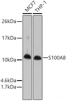 Immunohistochemistry of paraffin-embedded Human placenta using B7-H3/CD276 Polyclonal Antibody at dilution of  1:150 (40x lens).