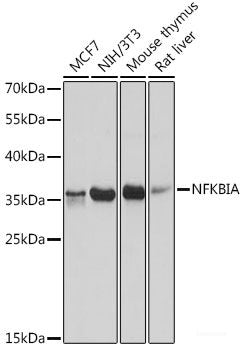 Immunofluorescence analysis of C6 cells using SIRT1 Polyclonal Antibody at dilution of  1:100. Blue: DAPI for nuclear staining.