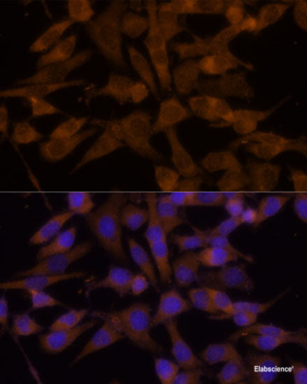 Immunofluorescence analysis of U2OS cells using XBP1 Polyclonal Antibody at dilution of  1:100. Blue: DAPI for nuclear staining.