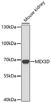 Immunofluorescence analysis of L929 cells using PNPO Polyclonal Antibody at dilution of  1:100. Blue: DAPI for nuclear staining.