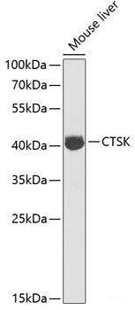 Immunohistochemistry of paraffin-embedded Rat kidney using DLC1 Polyclonal Antibody at dilution of  1:200 (40x lens).