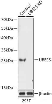 Immunofluorescence analysis of NIH-3T3 cells using Glypican 3 Polyclonal Antibody at dilution of  1:100 (40x lens). Blue: DAPI for nuclear staining.