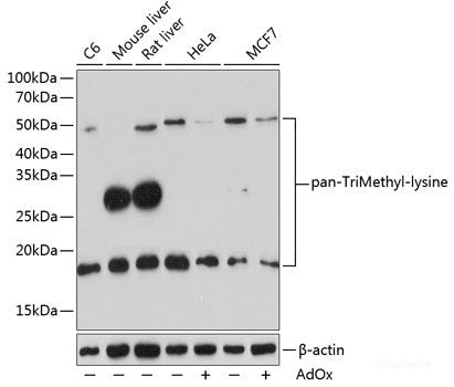 Immunohistochemistry of paraffin-embedded Rat intestine using PSMC3 Polyclonal Antibody at dilution of  1:200 (40x lens).