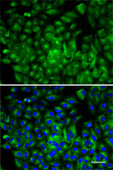 Immunohistochemistry of paraffin-embedded Rat kidney using RUNX1 Polyclonal Antibody at dilution of  1:100 (40x lens).