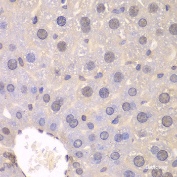 Immunohistochemistry of paraffin-embedded Rat brain using TRIM28 Polyclonal Antibody at dilution of  1:100 (40x lens).
