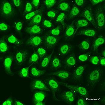 Immunohistochemistry of paraffin-embedded Rat testis using BRD3 Polyclonal Antibody at dilution of  1:100 (40x lens).
