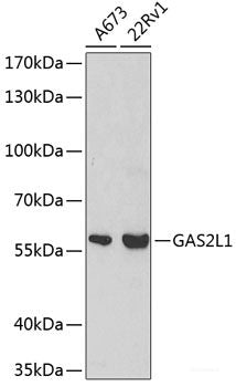 Immunofluorescence analysis of C6 cells using BRCA2 Polyclonal Antibody at dilution of  1:100. Blue: DAPI for nuclear staining.