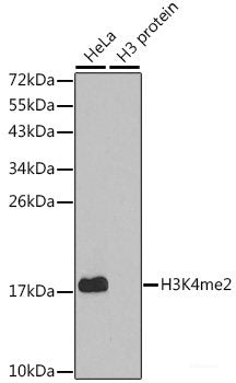 Immunohistochemistry of paraffin-embedded Rat brain using MEF2C Polyclonal Antibody at dilution of  1:100 (40x lens).