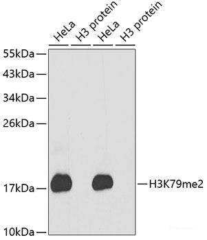 Immunohistochemistry of paraffin-embedded Rat lung using MSI1 Polyclonal Antibody at dilution of  1:200 (40x lens).
