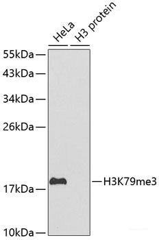 Immunofluorescence analysis of HeLa cells using MAPRE1 Polyclonal Antibody at dilution of  1:100. Blue: DAPI for nuclear staining.